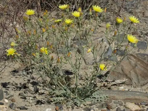 Foto dokumenter Malacothrix sonchoides