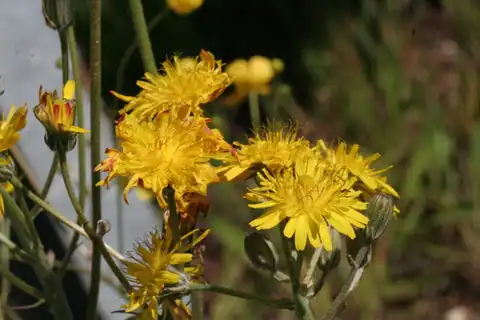 Foto dokumenter Crepis biennis