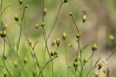 Foto dokumenter Schkuhria pinnata