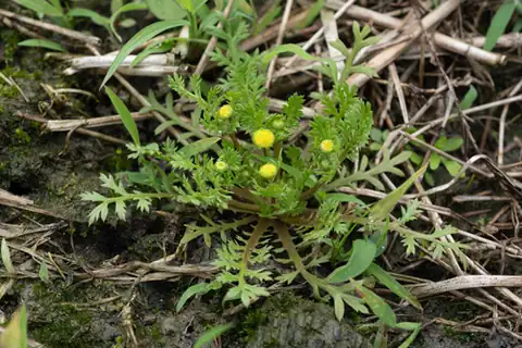 Foto dokumenter Cotula hemisphaerica