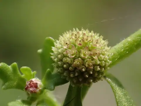 Foto dokumenter Centipeda minima