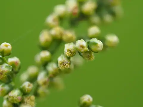 Foto dokumenter Artemisia capillaris