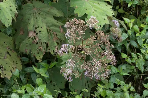 Foto dokumenter Neomirandea angularis