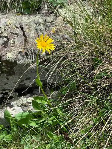 Foto dokumenter Doronicum oblongifolium
