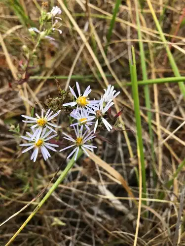 Foto dokumenter Symphyotrichum hallii