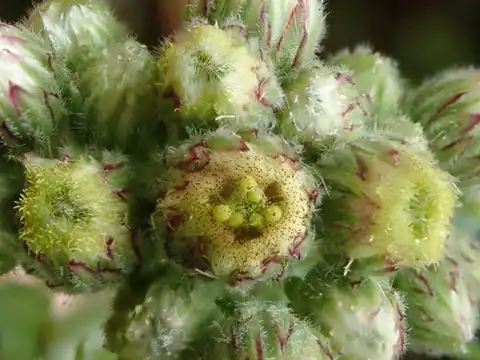 Foto dokumenter Eschenbachia japonica