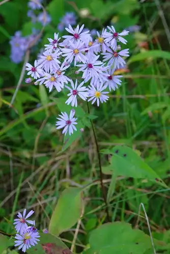 Foto dokumenter Symphyotrichum ciliolatum