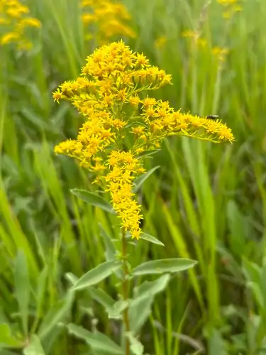 Foto dokumenter Solidago missouriensis