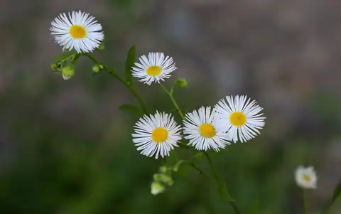 Foto dokumenter Erigeron strigosus