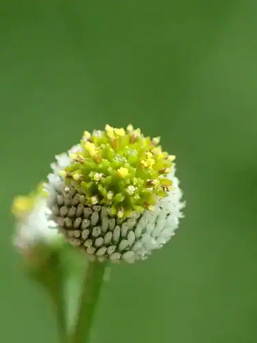 Foto dokumenter Dichrocephala integrifolia