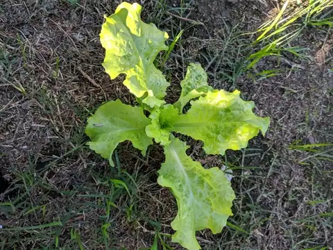 Foto dokumenter Lactuca sativa