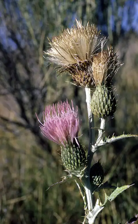 Foto dokumenter Cirsium undulatum