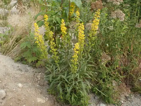 Foto dokumenter Solidago puberula