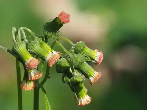 Foto dokumenter Crassocephalum crepidioides