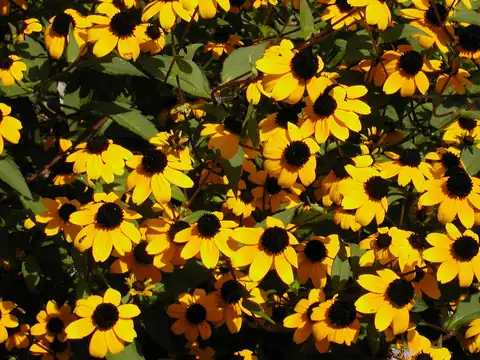 Foto dokumenter Rudbeckia triloba