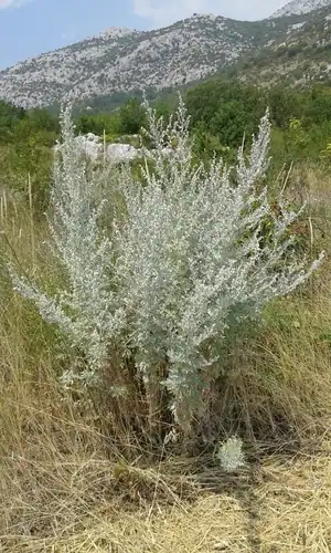 Foto dokumenter Artemisia absinthium