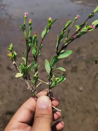 Foto dokumenter Blumea obliqua