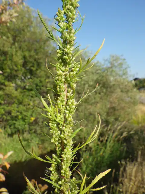 Foto dokumenter Artemisia biennis