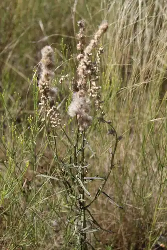 Foto dokumenter Pterocaulon virgatum