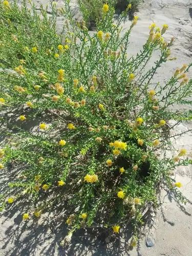 Foto dokumenter Inula salsoloides