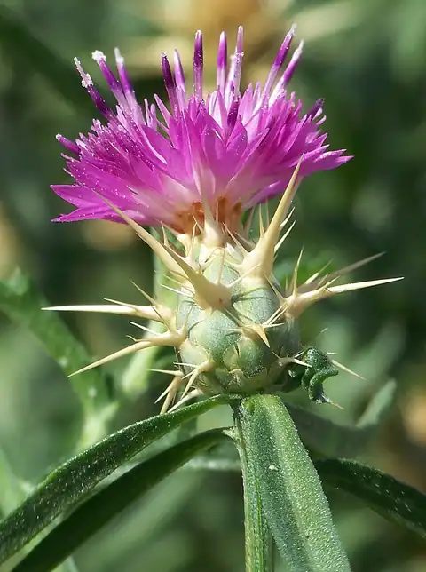 Foto dokumenter Centaurea calcitrapa