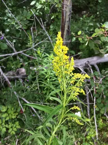 Foto dokumenter Solidago bartramiana