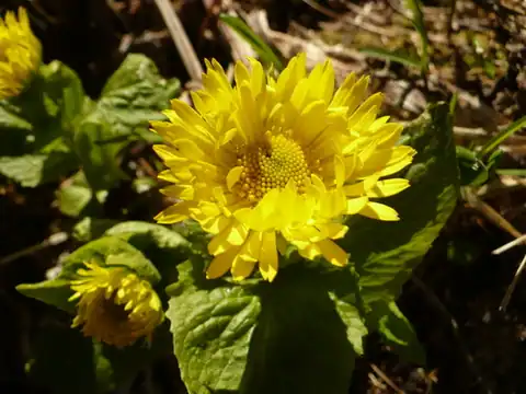 Foto dokumenter Doronicum altaicum