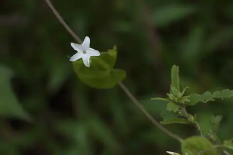 Foto dokumenter Dinetus malabaricus