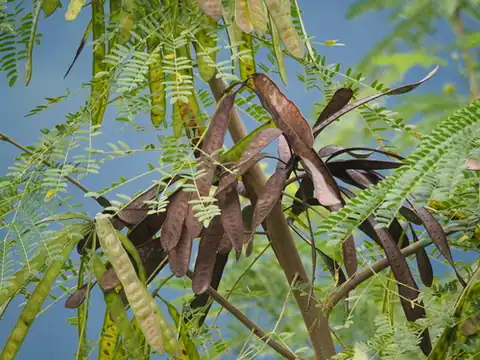 Foto dokumenter Leucaena leucocephala