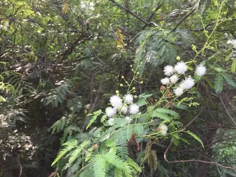 Foto dokumenter Mimosa bimucronata