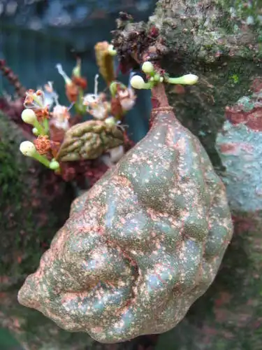 Foto dokumenter Cynometra cauliflora