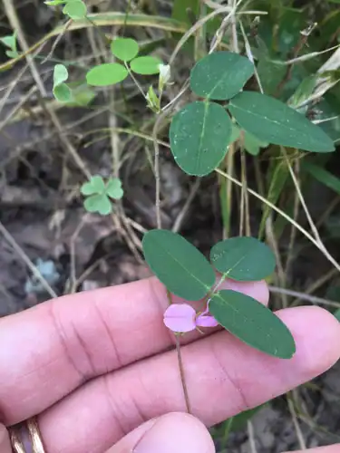 Foto dokumenter Galactia volubilis
