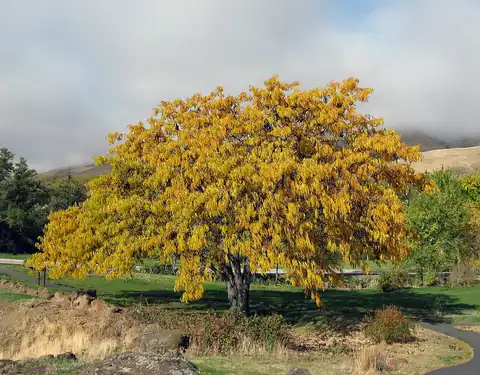 Foto dokumenter Gleditsia triacanthos