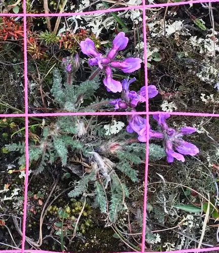 Foto dokumenter Oxytropis arctica