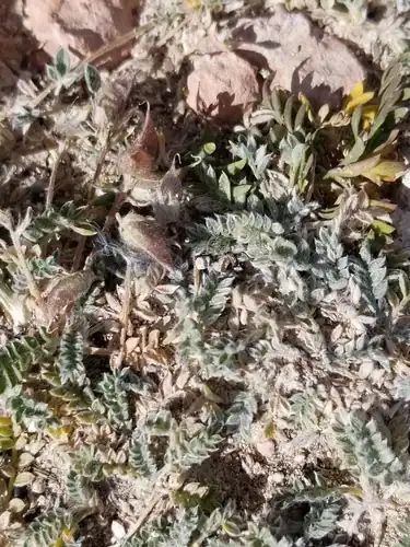 Foto dokumenter Oxytropis oreophila