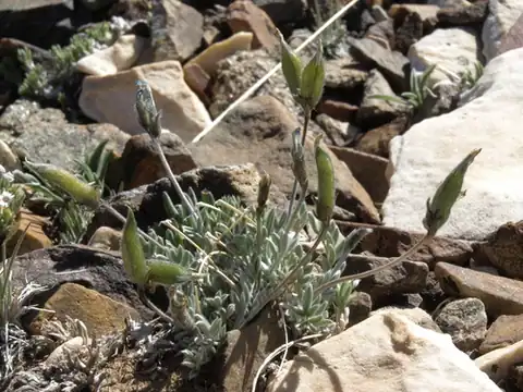 Foto dokumenter Oxytropis parryi