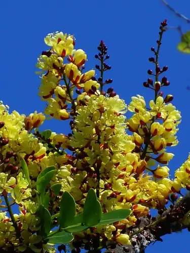 Foto dokumenter Haematoxylum campechianum