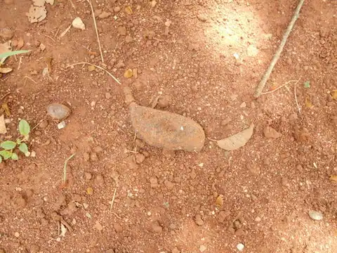 Foto dokumenter Hymenaea courbaril