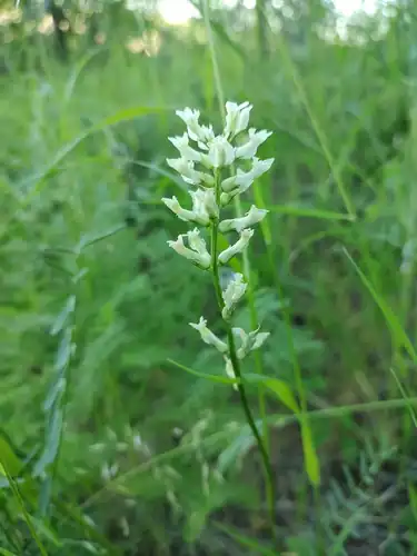 Foto dokumenter Astragalus arrectus