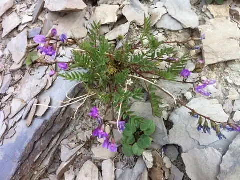 Foto dokumenter Astragalus bourgovii