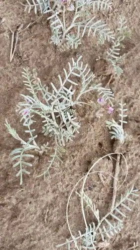 Foto dokumenter Astragalus ceramicus
