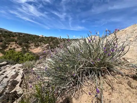 Foto dokumenter Astragalus chloodes