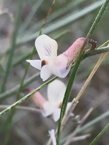 Foto dokumenter Astragalus convallarius
