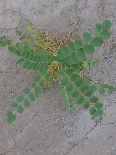 Foto dokumenter Astragalus crotalariae