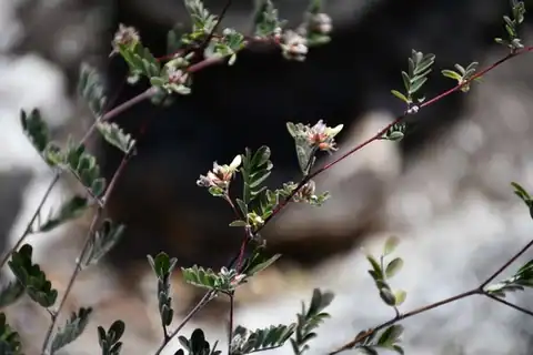 Foto dokumenter Dalea carthagenensis