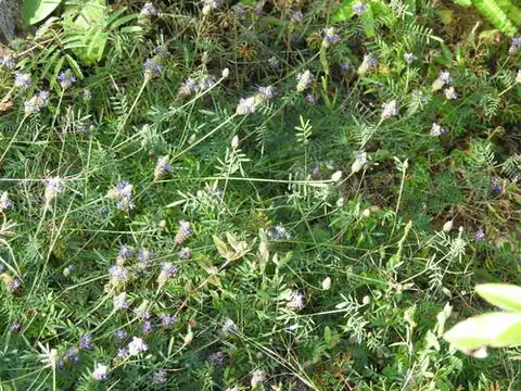 Foto dokumenter Dalea cliffortiana
