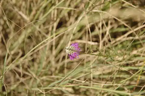 Foto dokumenter Dalea tenuifolia