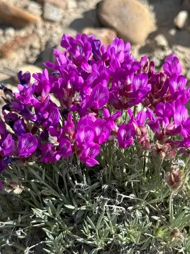 Foto dokumenter Astragalus detritalis