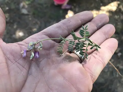Foto dokumenter Astragalus humistratus