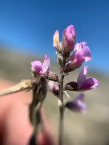 Foto dokumenter Astragalus hypoleucus